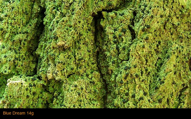 Blue Dream 14g
