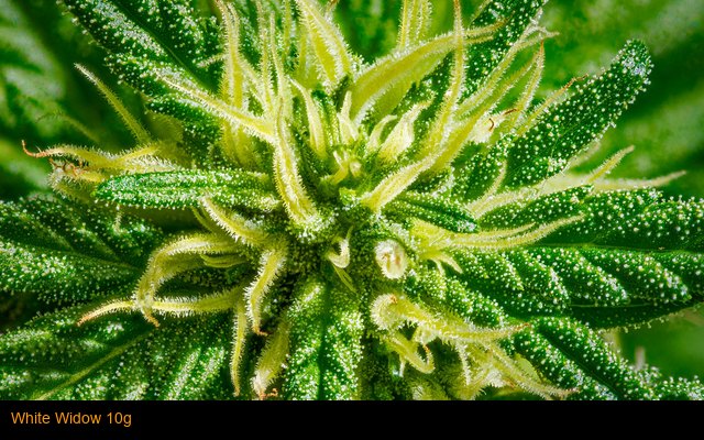 White Widow 10g