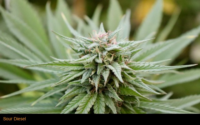 Sour Diesel