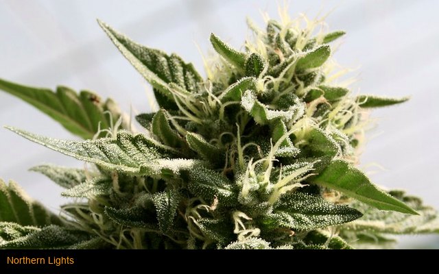 Northern Lights