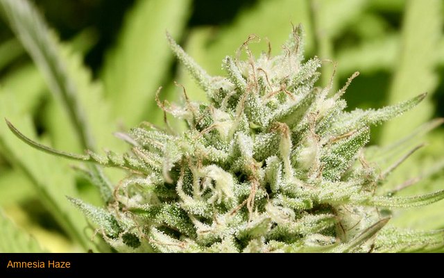 Amnesia Haze