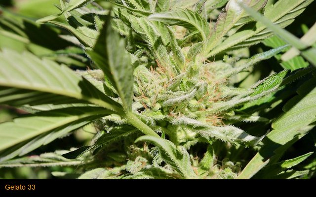 Gelato 33