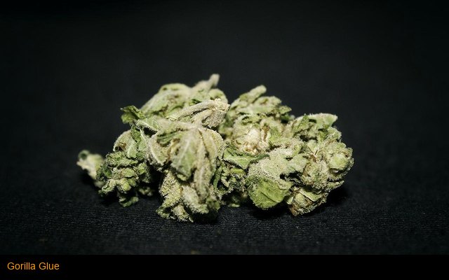 Gorilla Glue