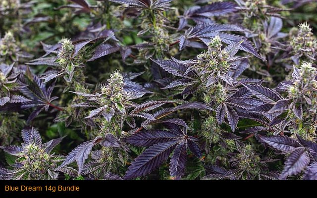 Blue Dream 14g Bundle