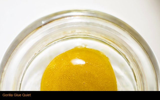 Gorilla Glue Quiet
